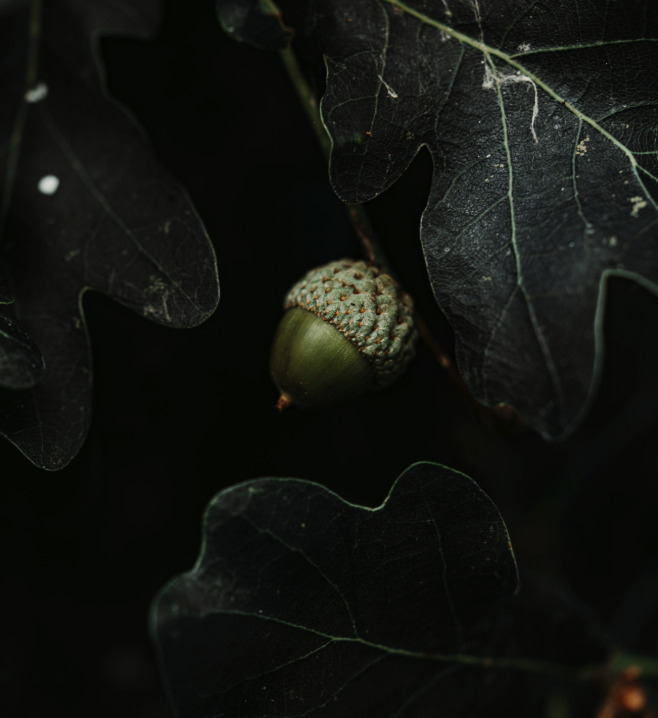 2025_Seed-for-Success